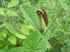 Aristolochia Rotunda